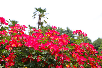 Beautiful roses in full bloom at the Japanese Rose Garden.