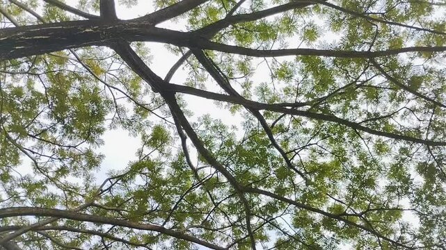 Saman Tree, Rain Tree, Monkeypod, Acacia Preta, with thick leaves. This tree is widely known for its ability to provide shade, its role in absorbing carbon dioxide and its use in traditional medicine.