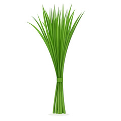 Fototapeta premium Lemongrass isolated 