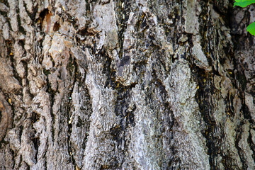 The bark of the ginkgo tree