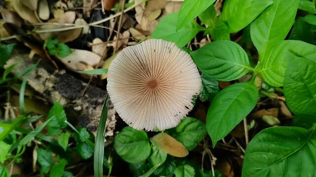 Pleated inkcap mushroom (Parasola plicatilis) growing among the grass