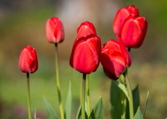 Red tulips background. Tulipa Apeldoorn, Darwin hybrid. Red tulips starting to bloom in tulip field in garden. Wallpaper. Poster. Selective focus.