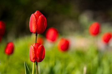 Red Tulips Background Tulipa Apeldoorn