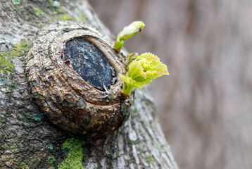 A small green leaf sprouts from a tree trunk