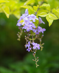 A bunch of purple flowers are hanging from a tree
