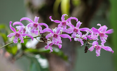 A bunch of pink flowers with a few brown spots on them