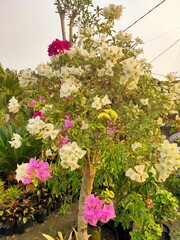 Blooming bougainvillea flowers. Bright pink magenta bougainvillea flowers as a floral background. Blurry Background