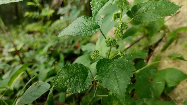 Euphorbia hirta or patikan kebo (pill-bearing spurge, asthma plant, hairy spurge, garden spurge, or pillpod sandman). This plant is often used as a medicinal herb.