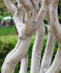 Naklejka premium A tree with a white trunk and brown bark