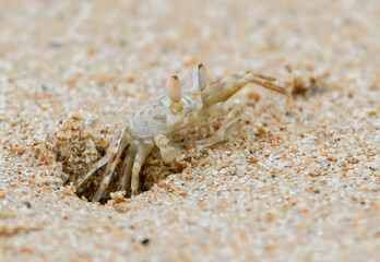 A crab is walking on the sand