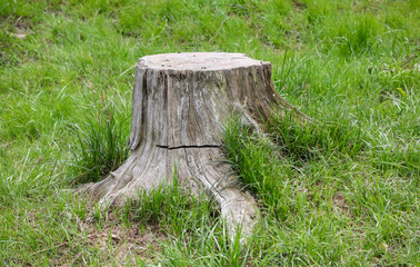 A large tree stump sits in a grassy field