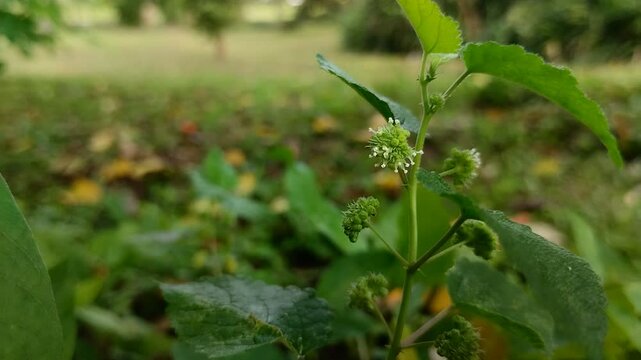 Euphorbia hirta or patikan kebo (pill-bearing spurge, asthma plant, hairy spurge, garden spurge, or pillpod sandman). This plant is often used as a medicinal herb.