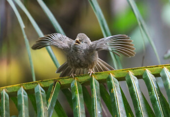 Fototapeta premium A small bird is perched on a leafy branch, its wings spread wide