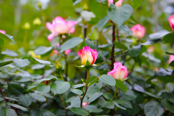Fototapeta premium Beautiful roses in full bloom at the Japanese Rose Garden.