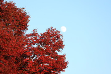 秋の紅葉