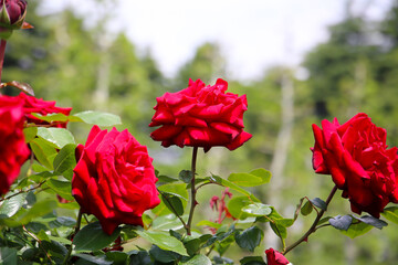 Beautiful roses in full bloom at the Japanese Rose Garden.