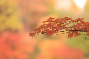 秋の紅葉