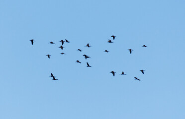 A flock of birds flying in the sky