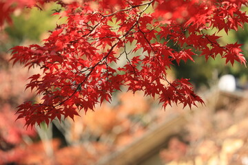 秋の紅葉