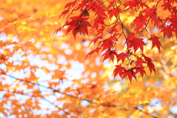 秋の紅葉