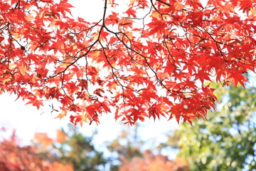 秋の紅葉