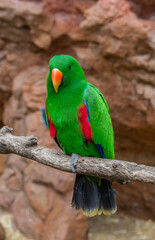 Green parrot at zoo Maroparque, La Palma, Canary Islands