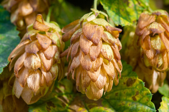 Create a refreshing beer using natural hops. Enjoy the green summer atmosphere with a hop-infused drink. A background of leaves and nature enhances the brewing experience