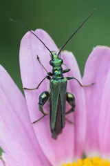 Closeup on a colorful metallic green Flase blister beetle, Oedemra nobilis on a pink Cosmos flower