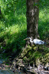 Majestic Grey Heron in sunlight – Wild bird in its habitat