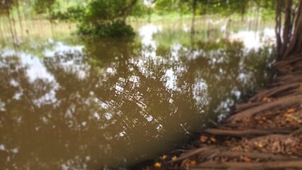The reflection of the trees in forest near the canal.