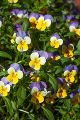 Blühende Horn-Veilchen (Viola cornuta) Blumen, Deutschland