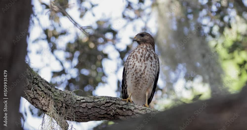 Poster coopers hawk perched on thick tree branch with dappled light filtering through forest canopy