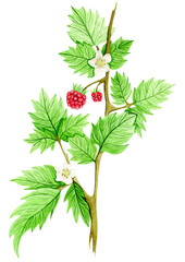 Raspberry branch with ripe berries and green leaves, done in watercolor. Hand drawn botanical illustration on white background. Summer fruit collection for design and decor