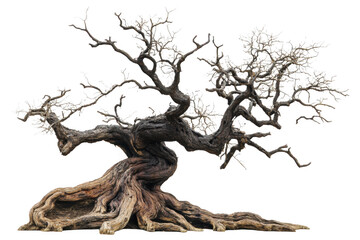 Ancient gnarled tree isolated on transparent background