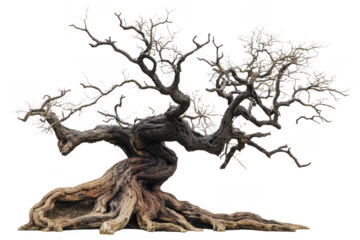 Ancient gnarled tree isolated on transparent background
