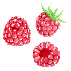 Watercolor set of three ripe raspberries. Hand drawn botanical illustration on white background. Fruit collection for design and decor