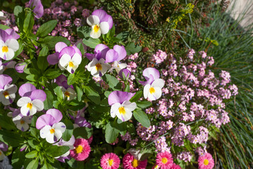Blühende Horn-Veilchen (Viola cornuta) Blumen, Deutschland