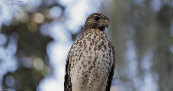 Close-up of a coopers hawk perched with soft bokeh background, highlighting its sharp features and alert posture