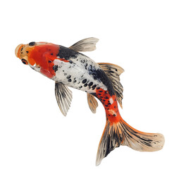 A Shubunkin goldfish, isolated on a transparent background