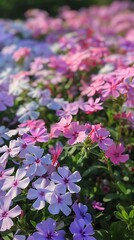 Fototapeta premium Close up of phlox flowers in shades of pink, purple and white blooming in a garden