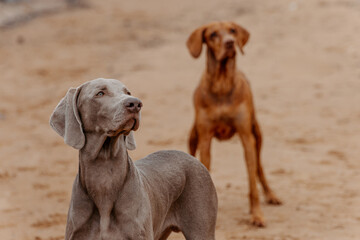 Two hunting dogs running on the beach with a ball