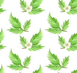 Seamless watercolor pattern with raspberry leaves and flowers. Botanical illustration on white background. Suitable for background, fabric, invitations and labels.