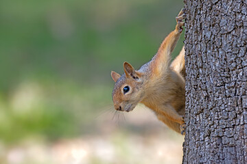 squirrel on a tree