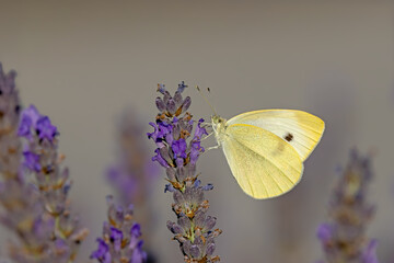 butterfly on a flower
