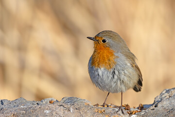 robin red breast	