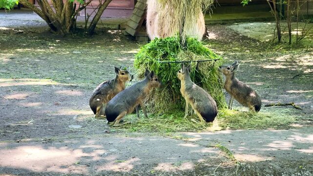 Young urials grazing on grass at urban zoo enclosure