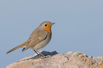 robin red breast	