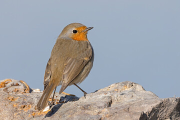 robin red breast	