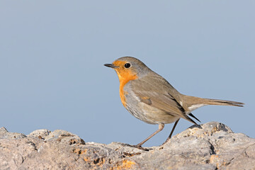 robin red breast