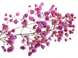 Delicate Pink Gypsophila Flowers Branch Isolated on White Background Botanical